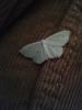 Scopula immutata
